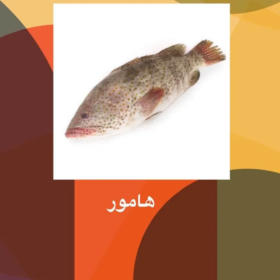 Hamour Fish