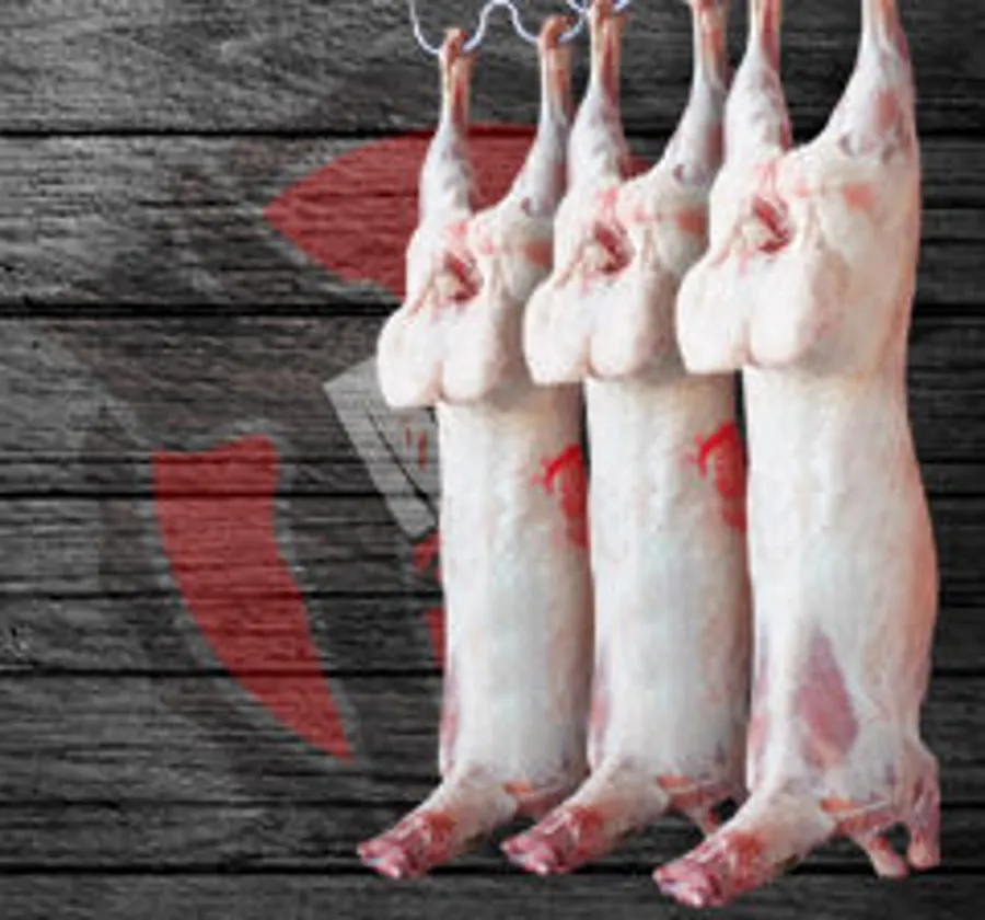 Georgian Lamb (12 to 13 KG ) approximately
