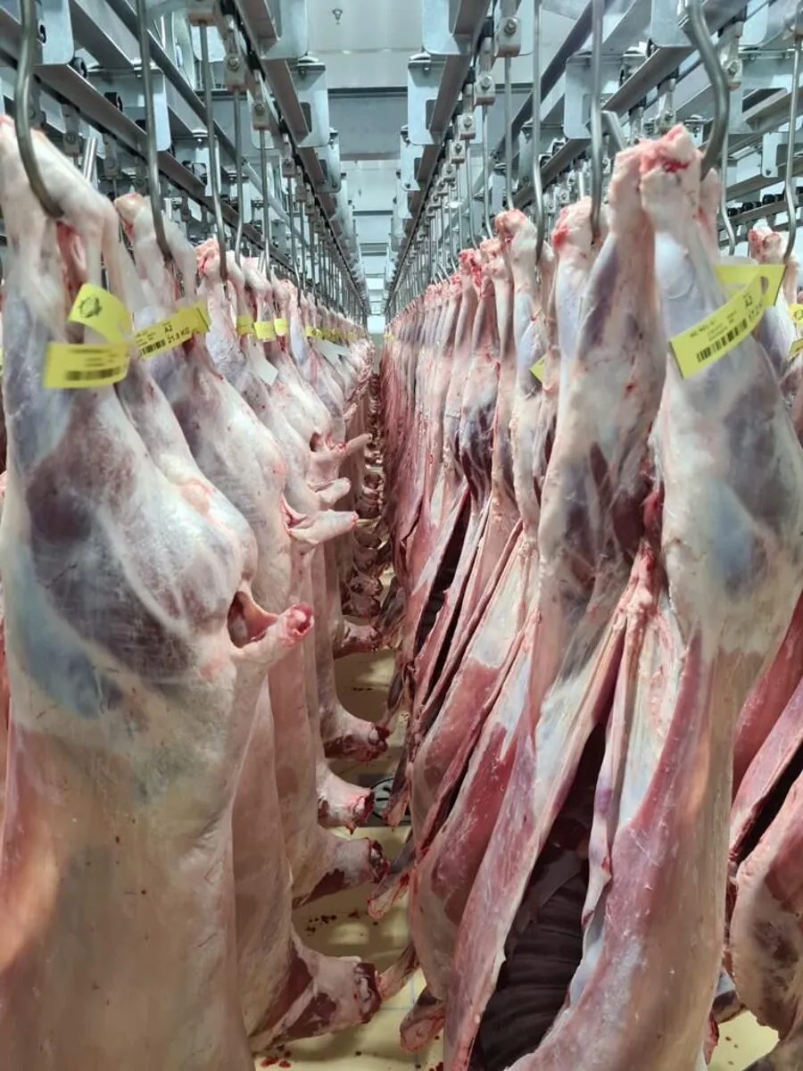 Australian lamb 15 to 16 kg