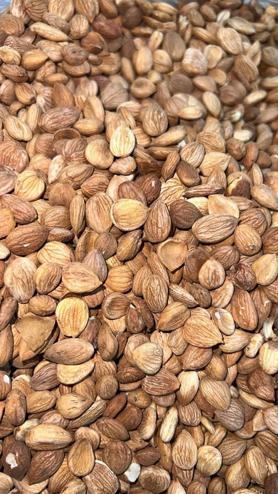 NO: 1078 بذر المشمش نئ