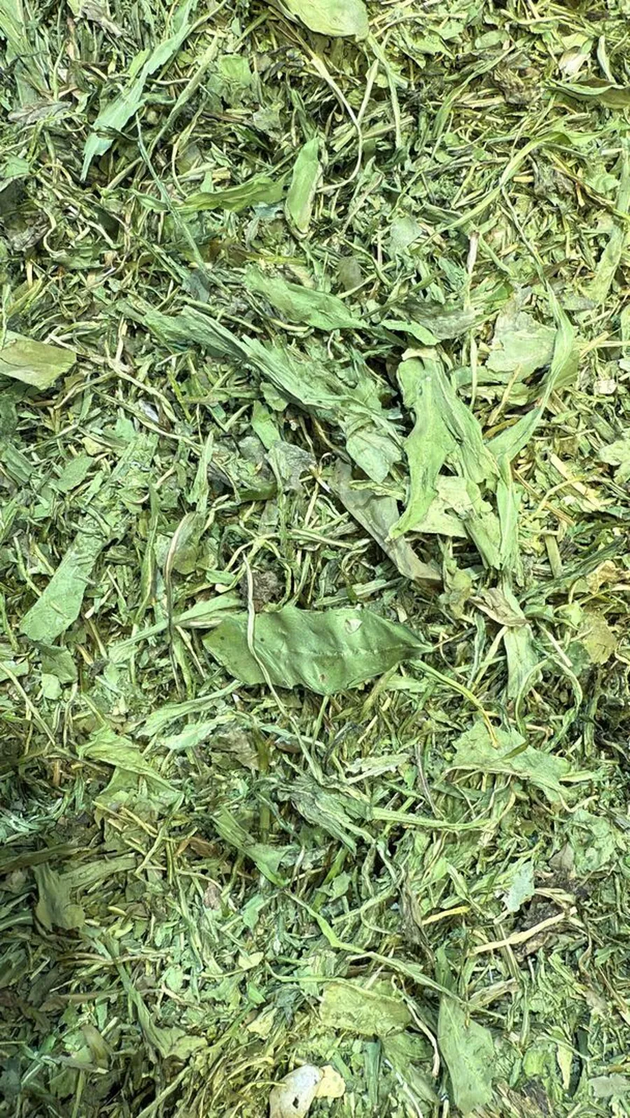 هندباء NO: 986