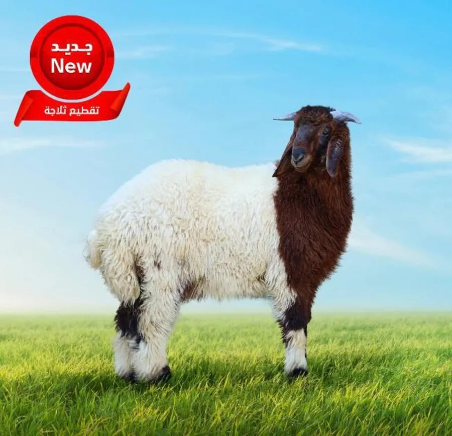 Arabic Ashfali (Lamb 15 to 17 Kg)