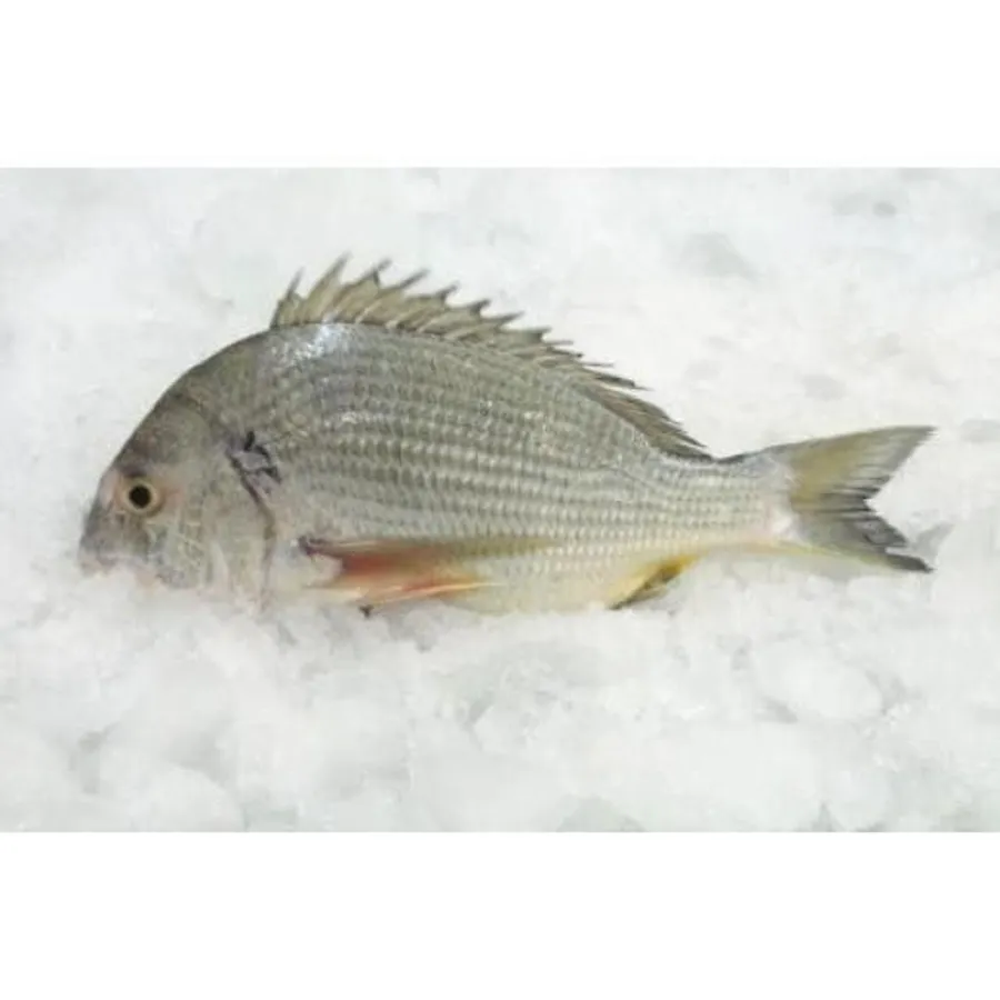 Shaoum Fish