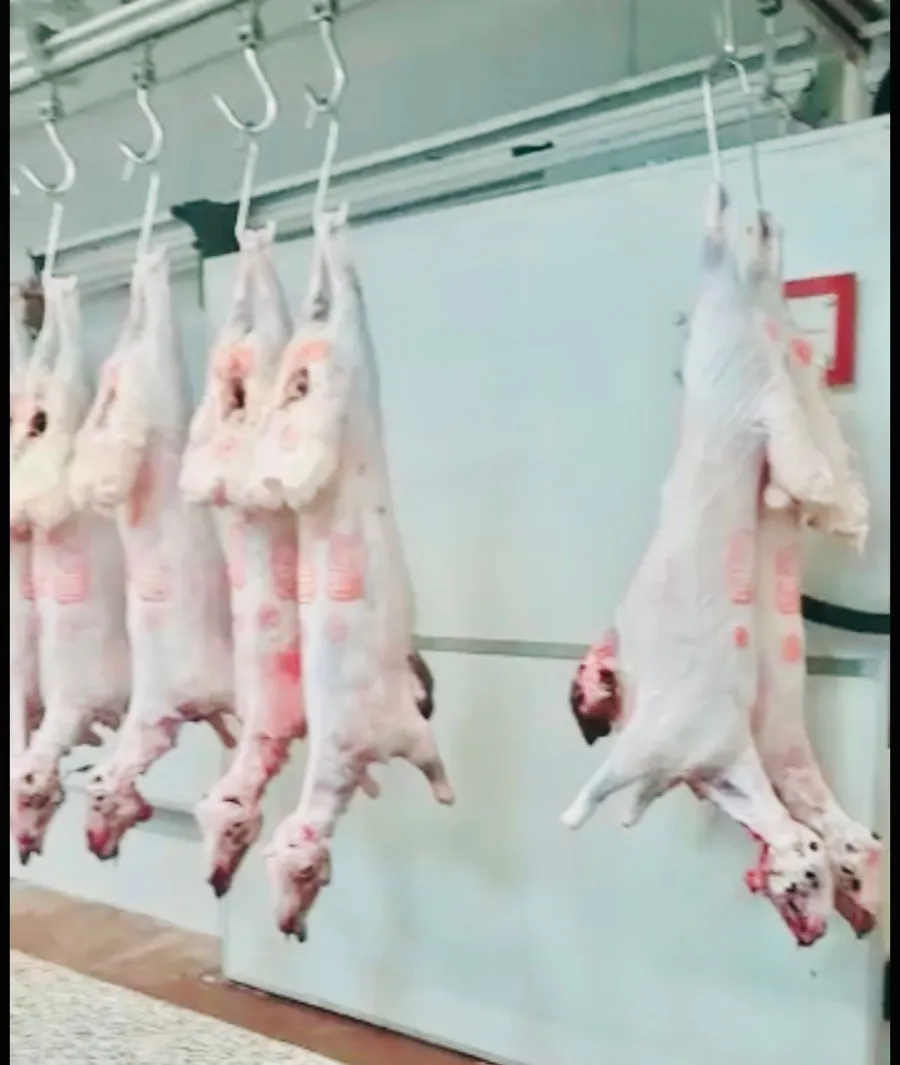 Arabic Lamb (خروف عربي حرفي ذبح الكويت )