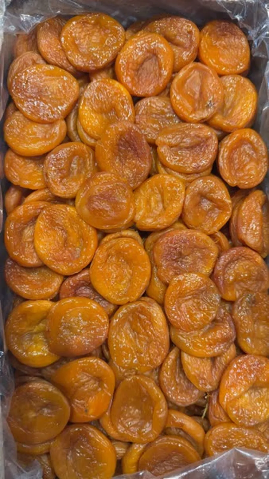 مشمش أوزبكستان