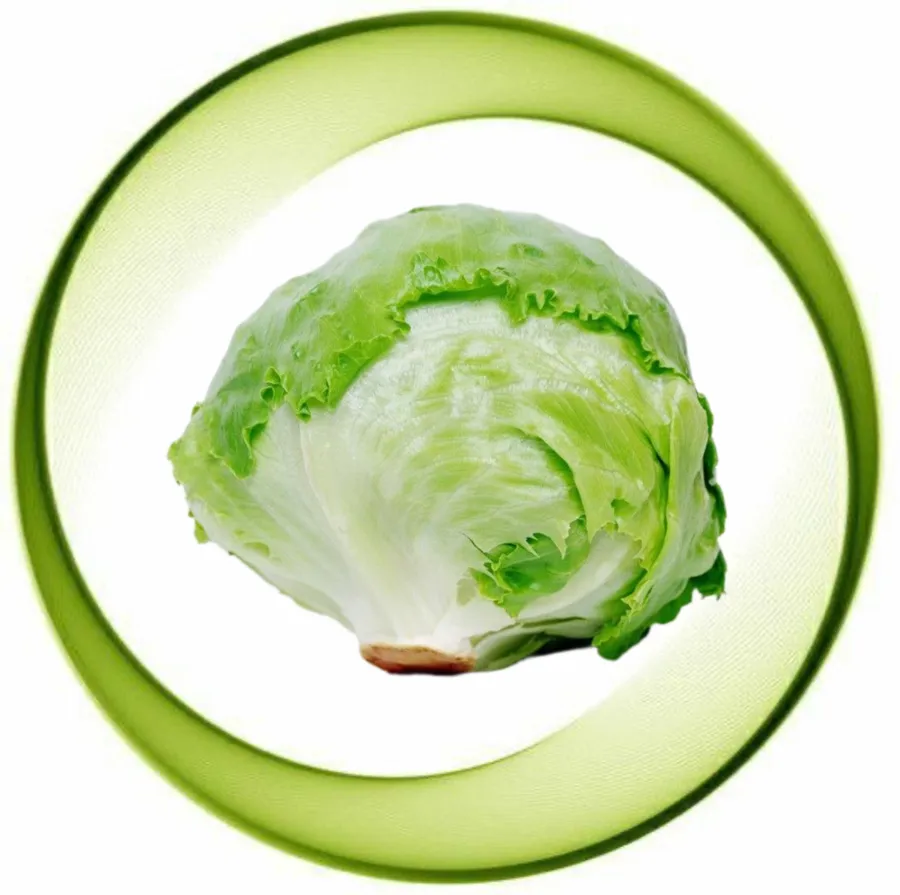 Round lettuce