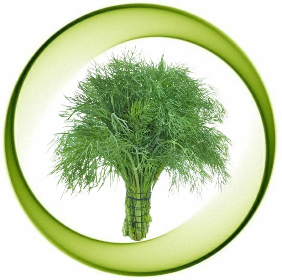 dill