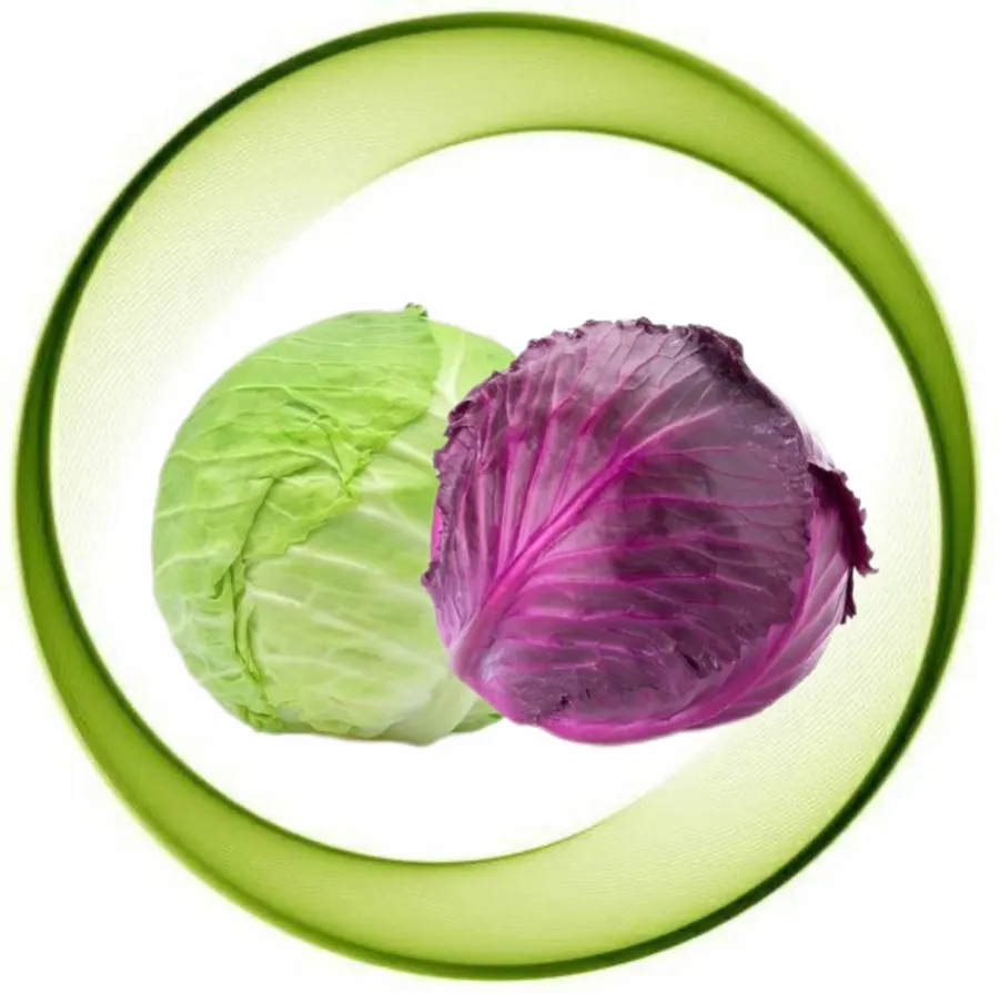 Cabbage
