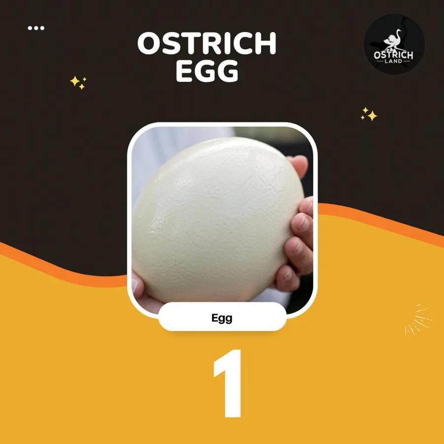 Ostrich Egg 