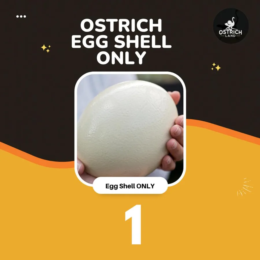 Egg Shell 