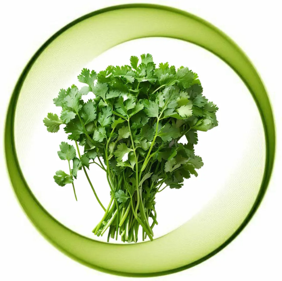 Coriander
