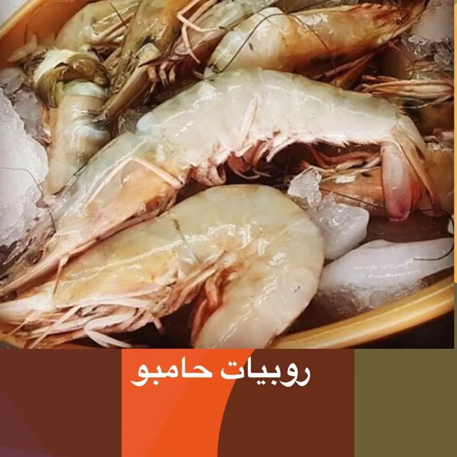 Shrimp 