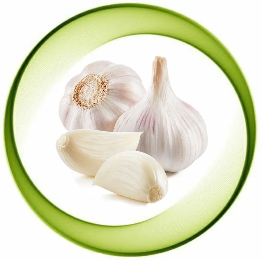 Garlic