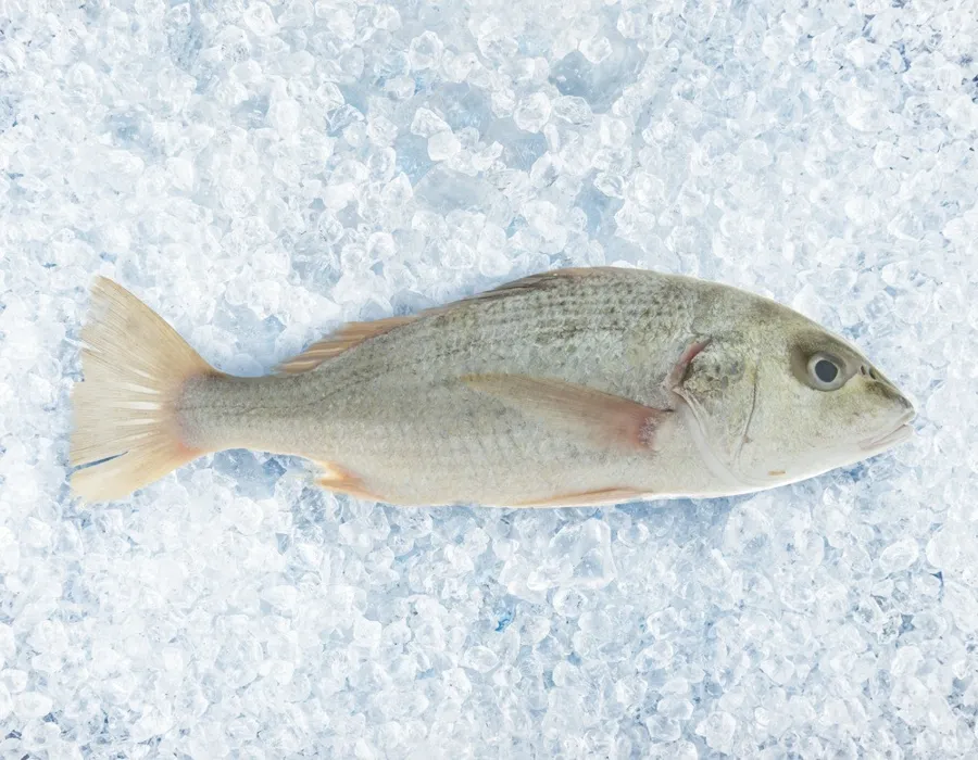 Nagroor Fish