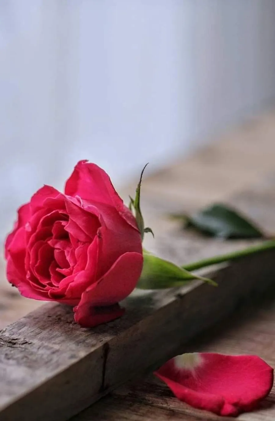 Rose Flower