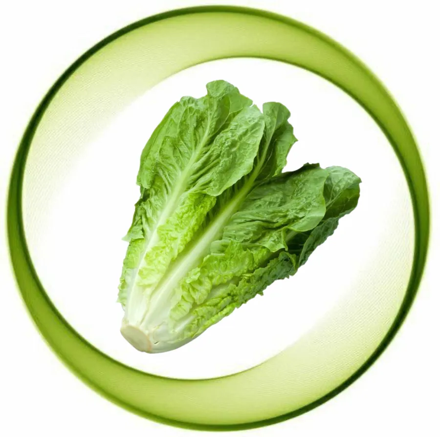 lettuce