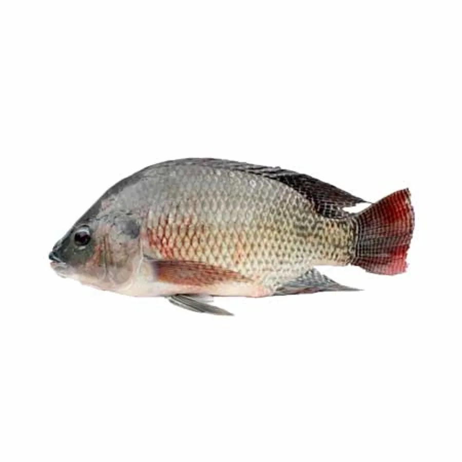 Bulti Fish